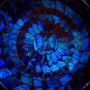 Morpho Butterfly Plate Collage (Real Wings)